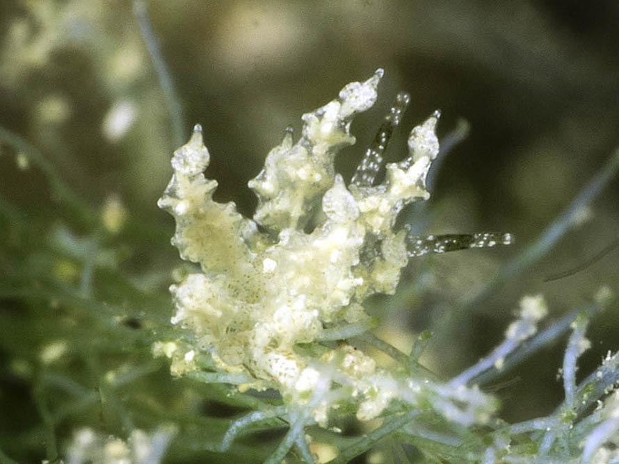 Eubranchus sp. Q